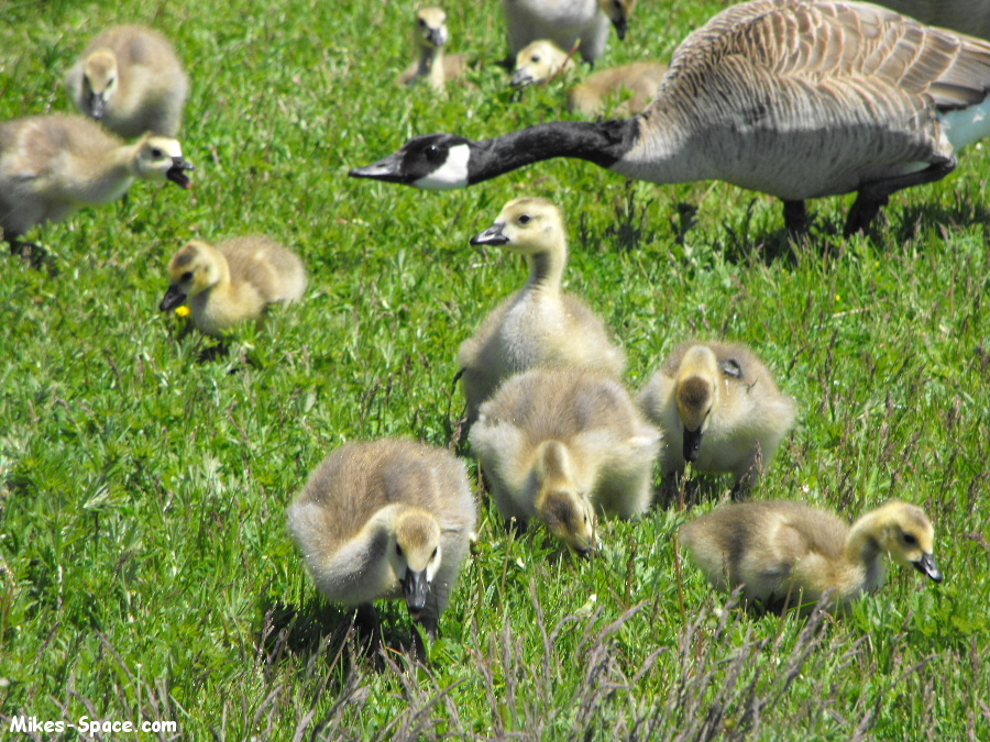 Yellow Canada Geese Babies