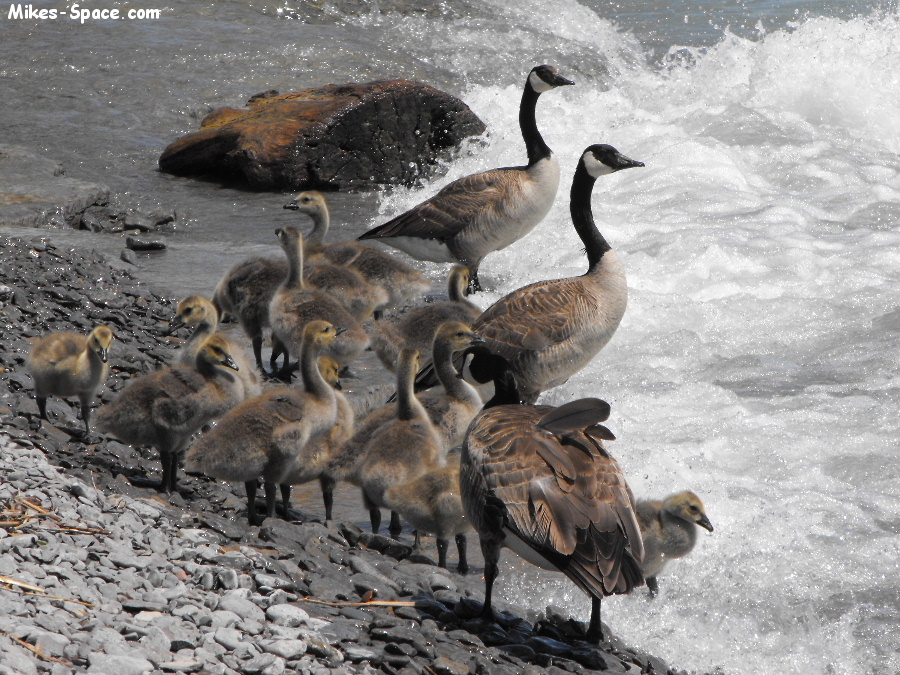 Family of Canada Geese arrive at the lake shore.
