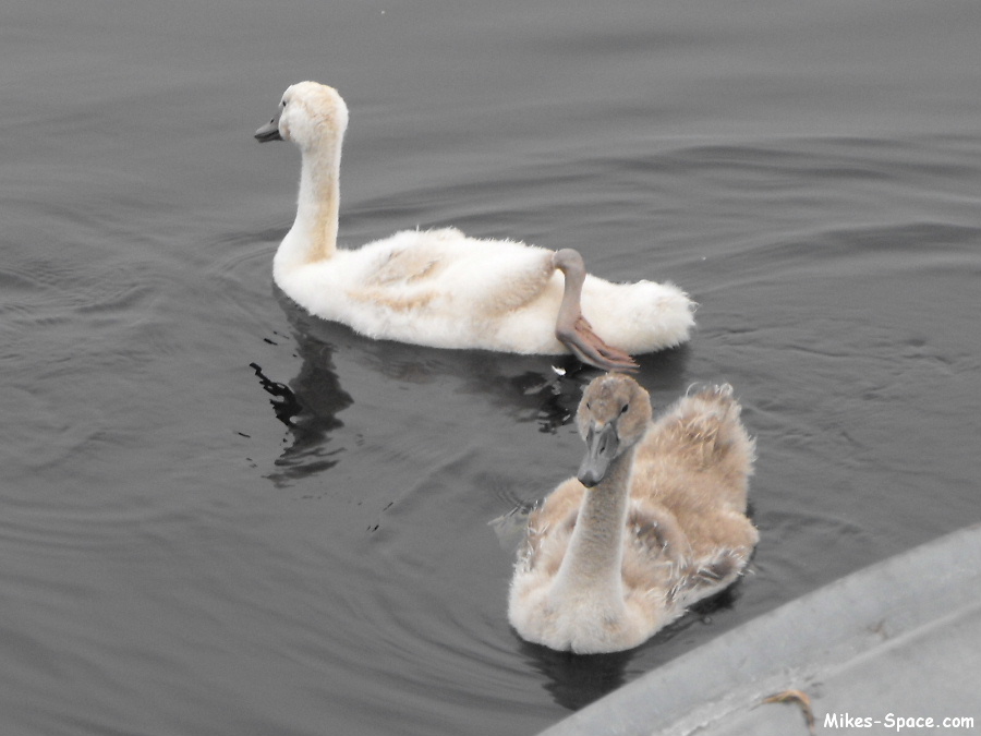 Two swan babies. One cygnet is white the other is gray.