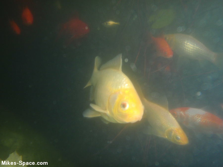Under water view of a goldfish