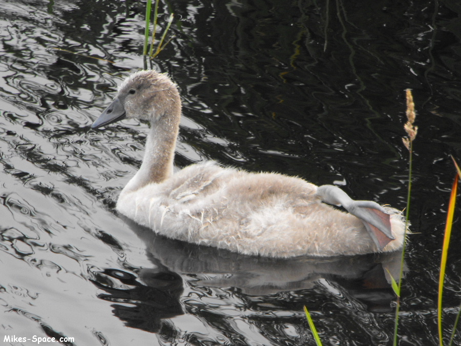 Close-up of Gray Swan baby swimming.