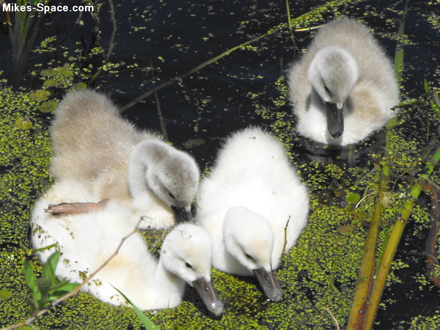Swan babies with their mother