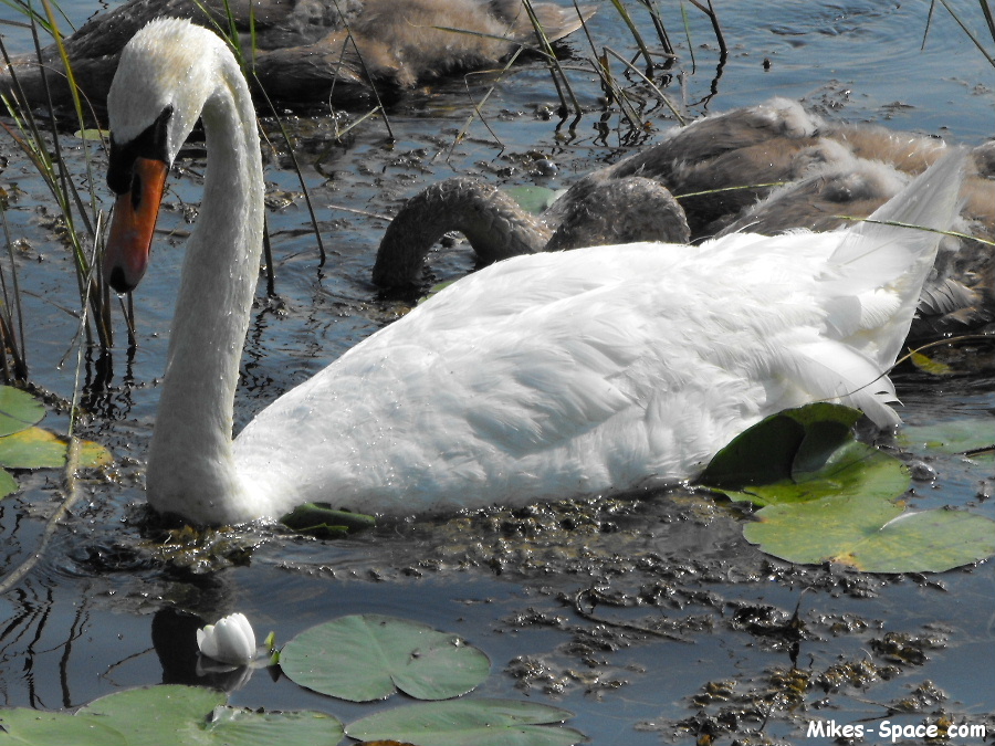 Close-up of a white Mute Swan in water.