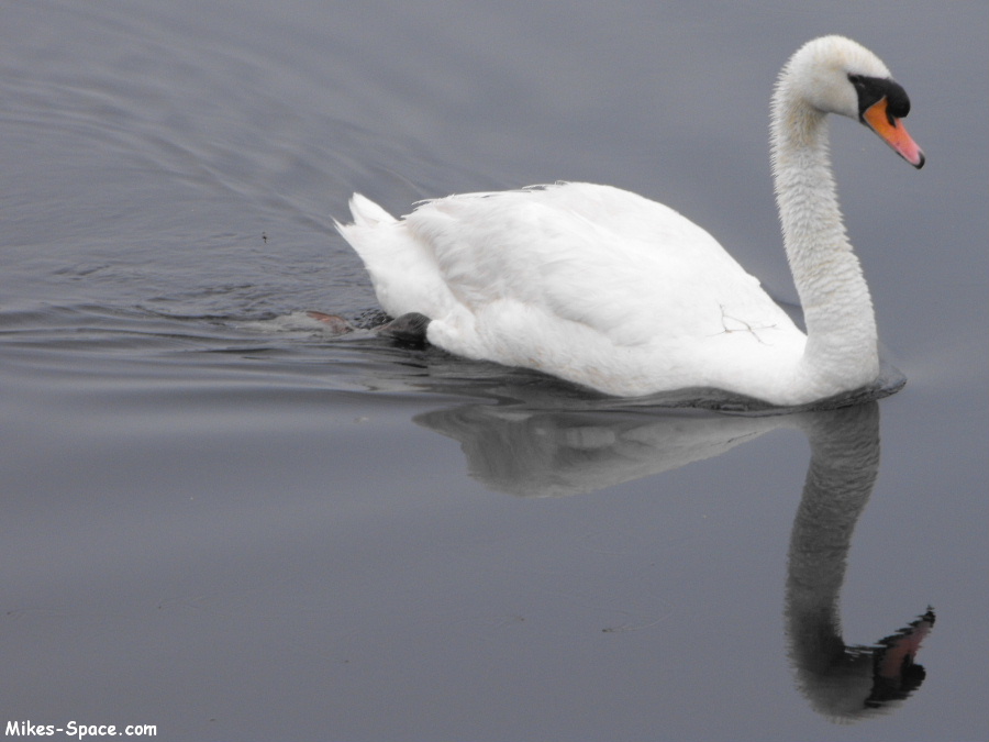 Swan swimming in calm water. You can see the swan's reflection.