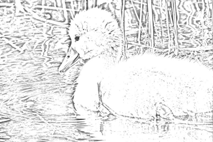 Sketch of a baby swan swimming in water with ripples around it.