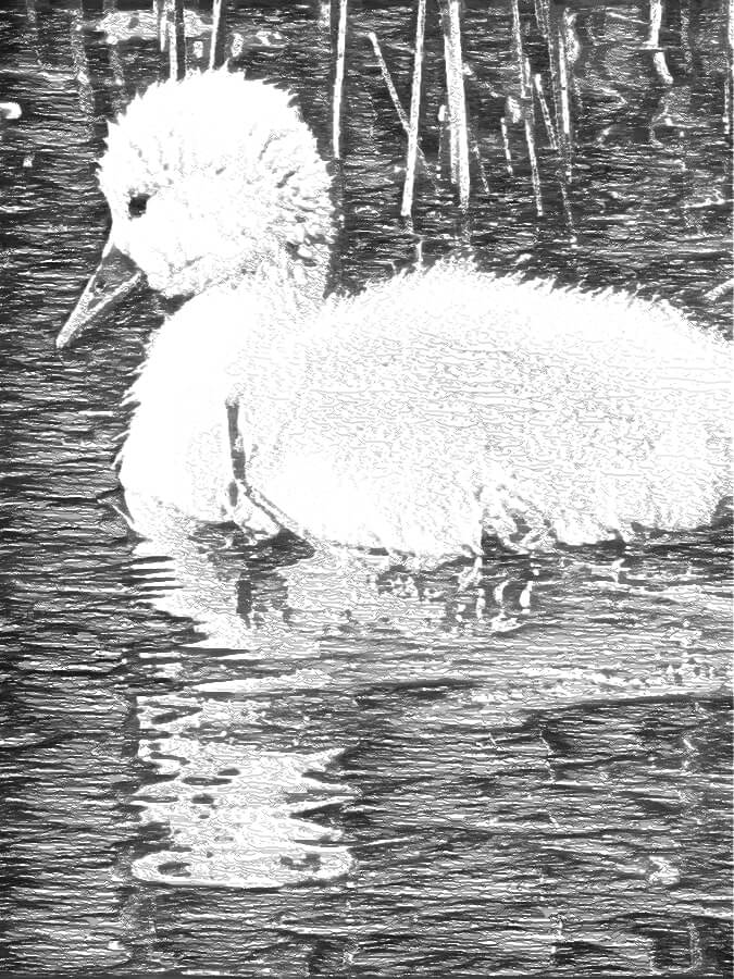 Horizontal line sketch of baby swan in water.