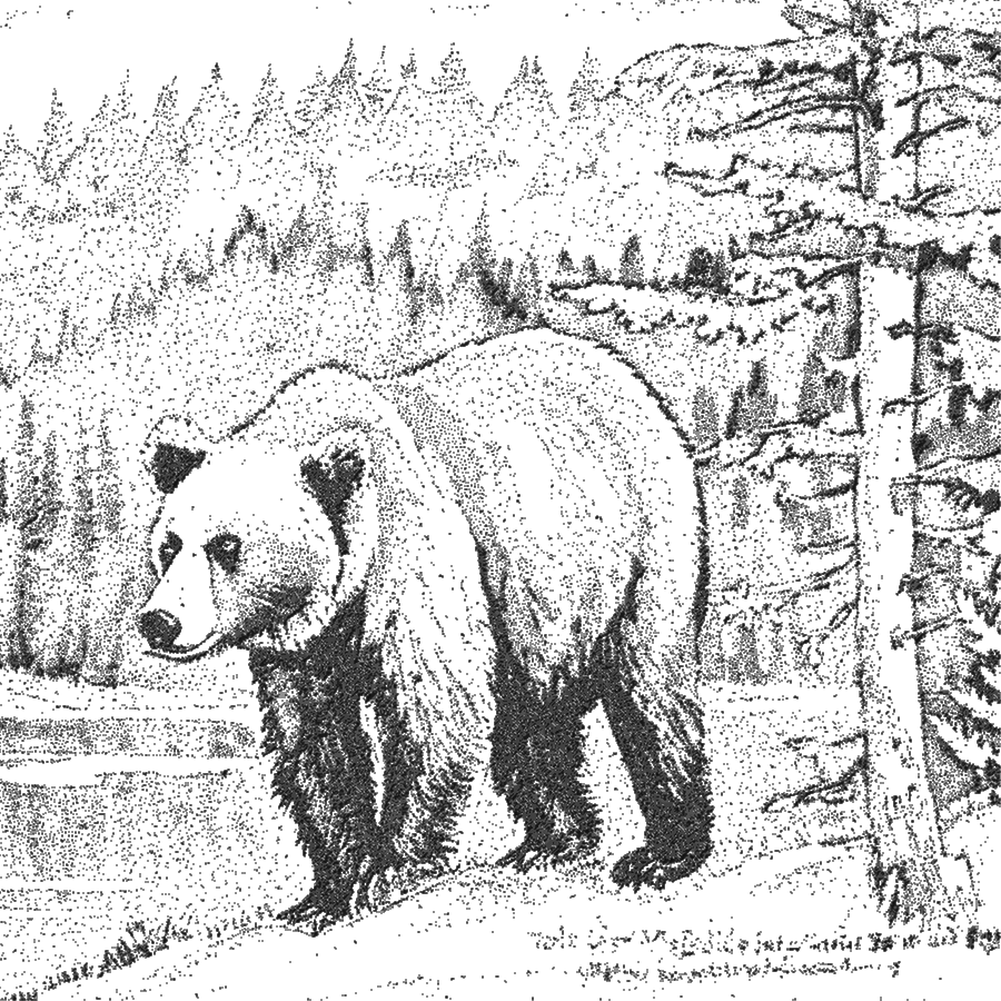 Stippling drawing of a bear in the woods, made with dots.