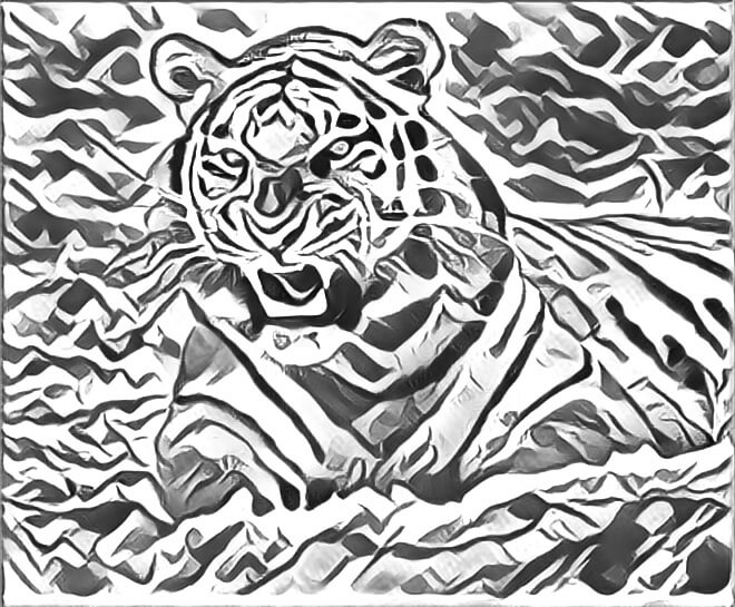 Scary looking tiger with its teeth showing. Converted a photo into a drawing.