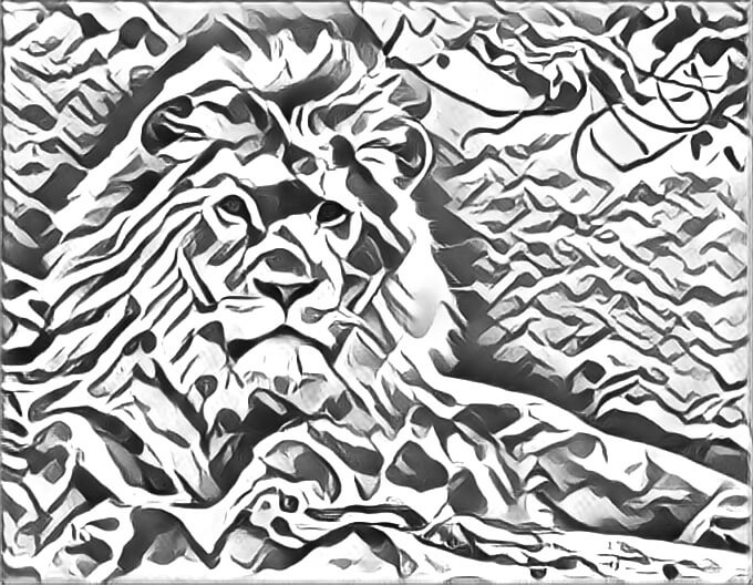 Drawing of a male lion lying down.