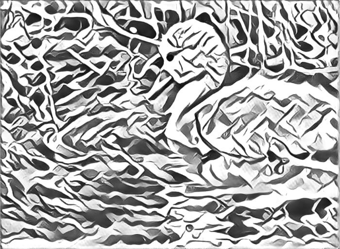 Semi abstract drawing of a baby swan swimming in water with ripples around it.