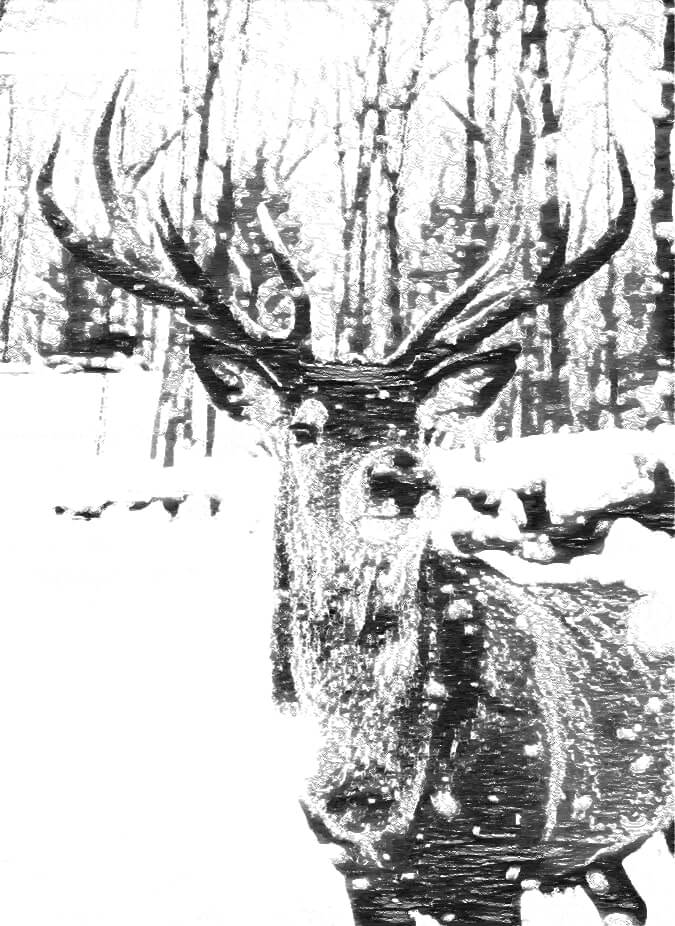 Elk in snow, black and white sketch.