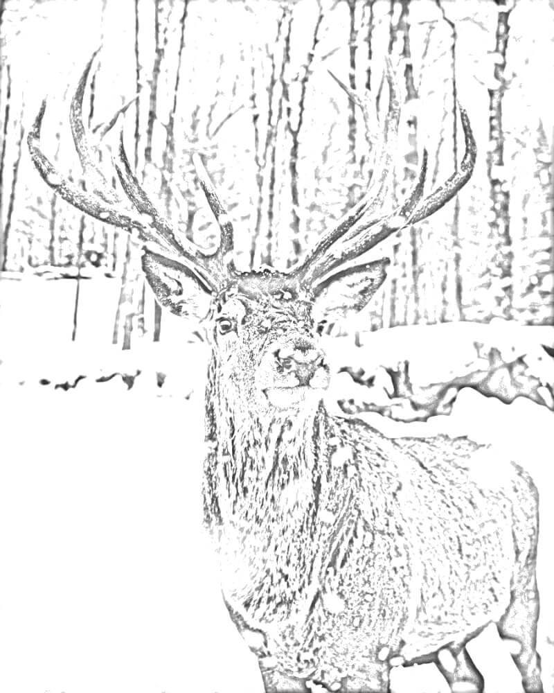 Converted a photograph of an elk in snow into a sketch.