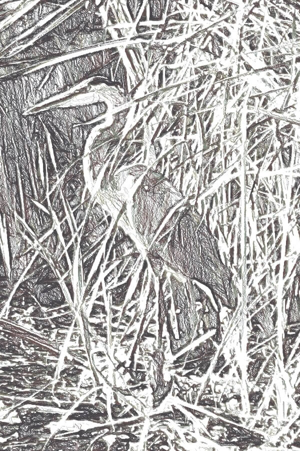 Scribble drawing of great blue heron near bulrushes