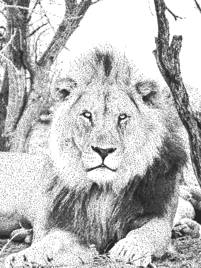 Black and white dot drawing of a male lion.