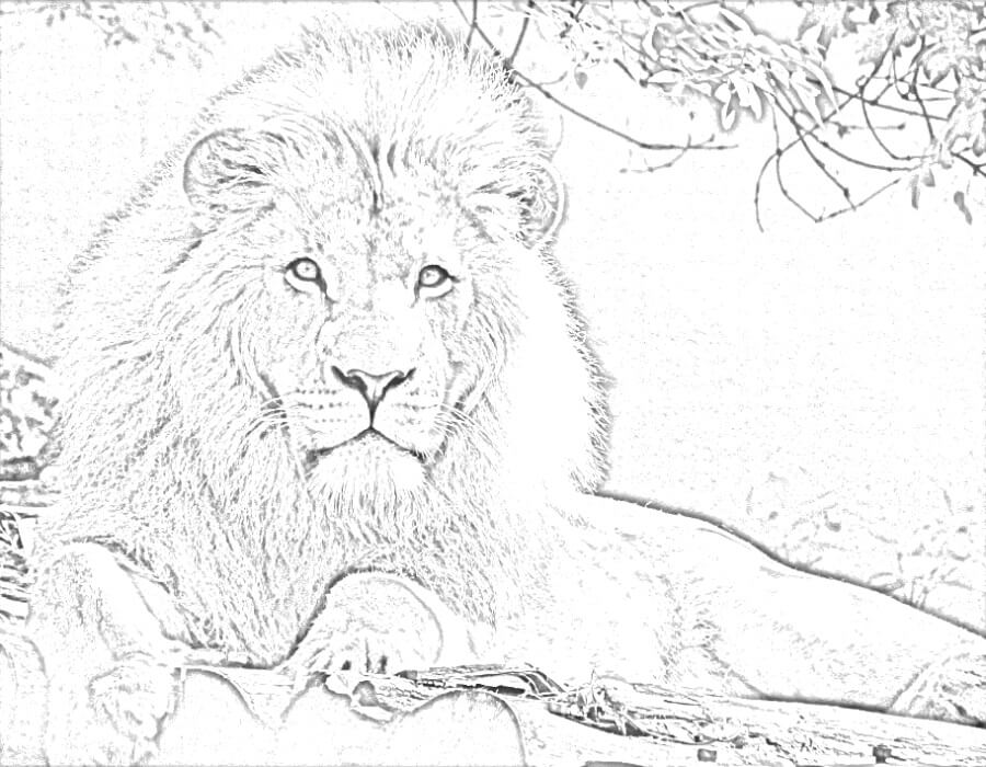 Quick sketch of a male lion lying down.