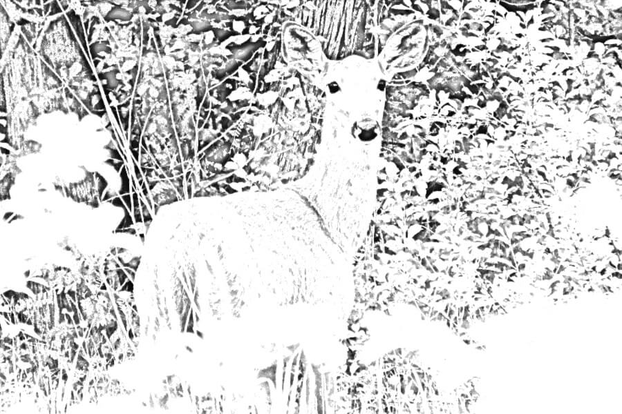 Deer in the woods photo to sketch.