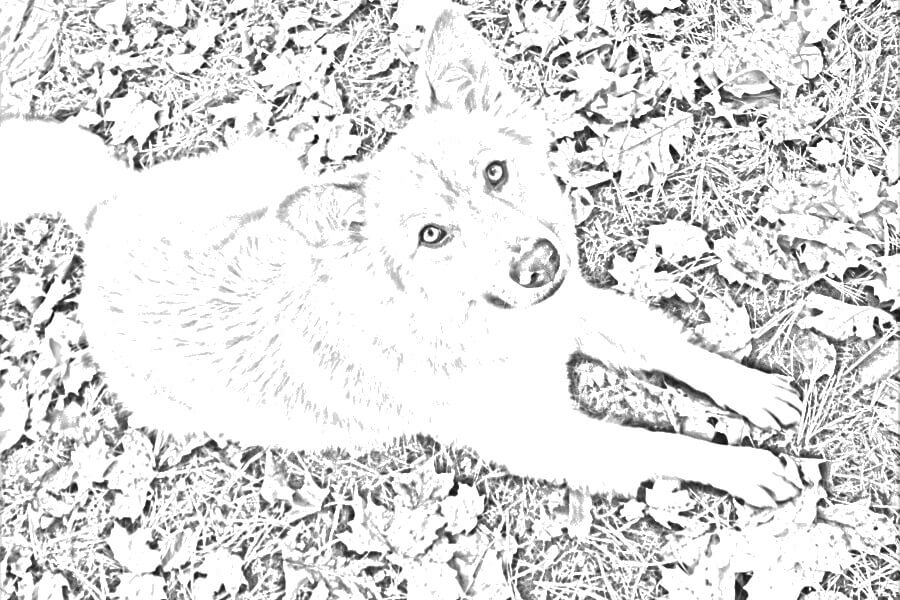 Sketch of my dog laying in leaves. Used a photo to outline drawing filter.