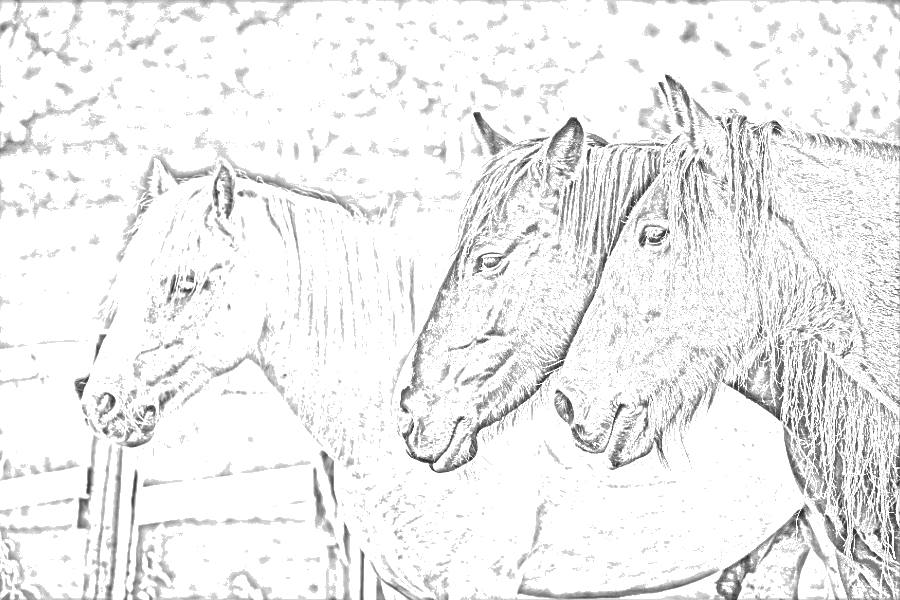 Photo to sketch of three horses standing together.