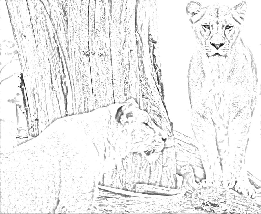 Sketch of two lions in front of a tree. Created with an outline filter.