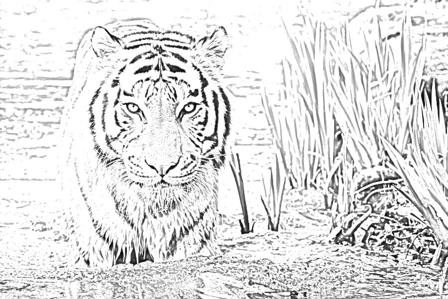 Photo of a tiger in water turned into a sketch.