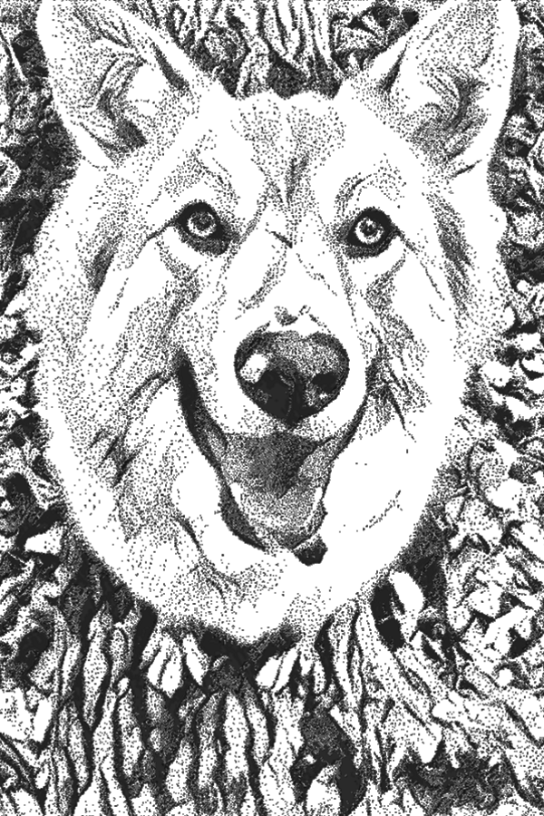 Black and white stippling drawing of a dog.