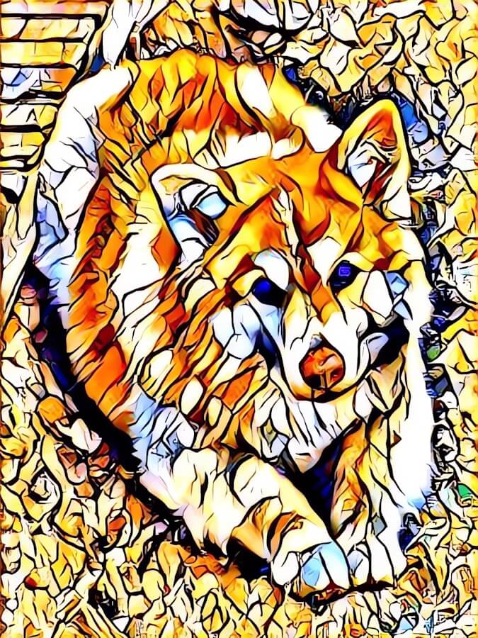 Dog picture to AI art using style transfer. Style image was a stained glass window.