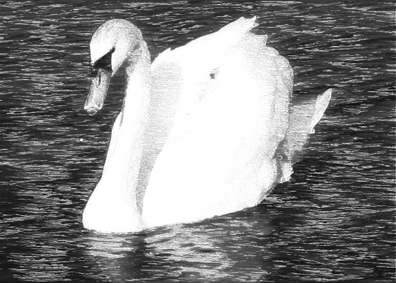 Sketch of a mute swan.