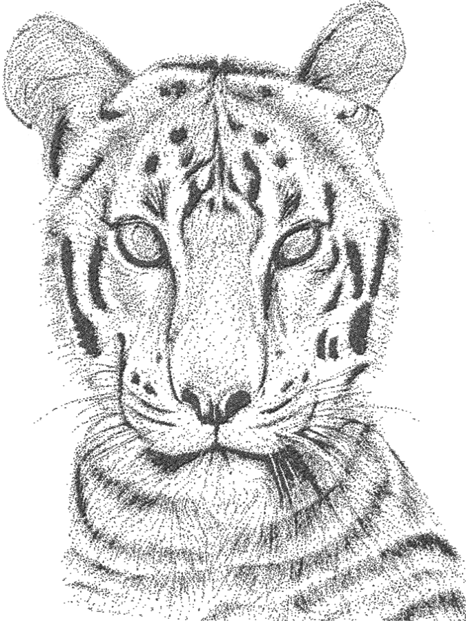 Tiger sketch, stippling dot art.