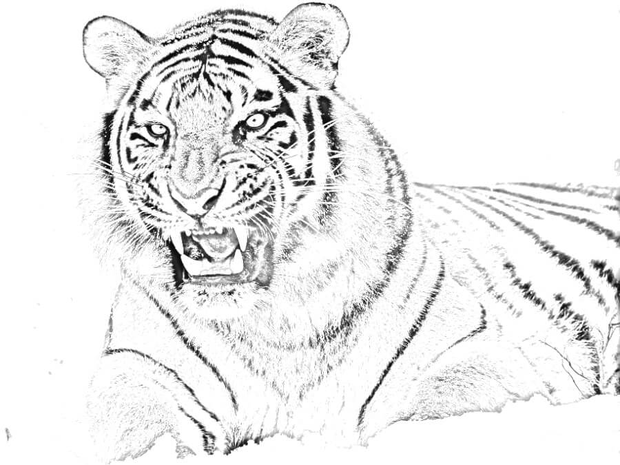 Photo of a scary looking tiger with its teeth showing converted to a sketch.