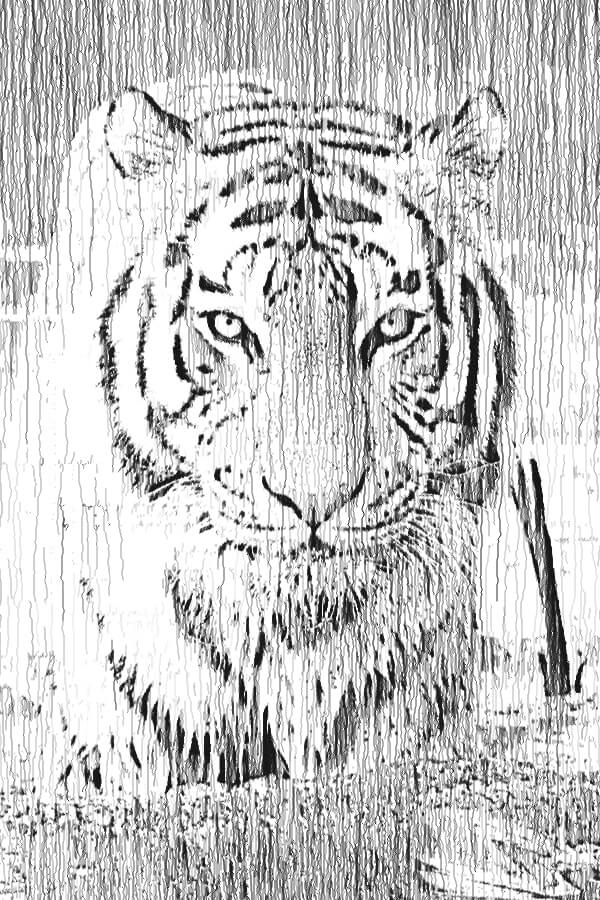 Tiger standing in water. Vertical line drawing.