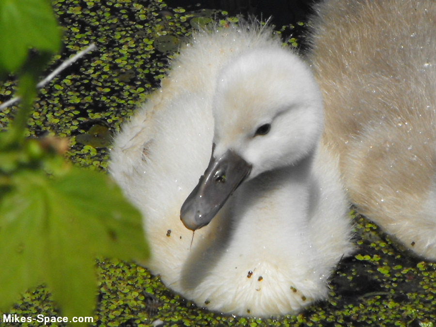 Baby(Cygnet) Mute Swan relaxing on the shore.