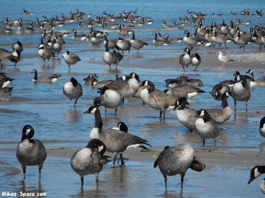 A lot of Canada Geese