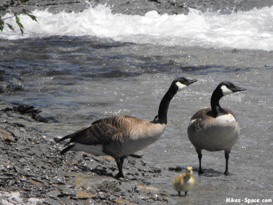 Canada Goose and baby at the lake shore.