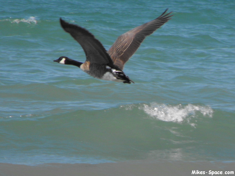 Canada Goose flying