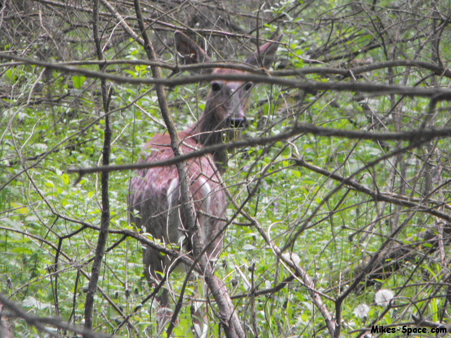 deer at Presquile Provincial Park