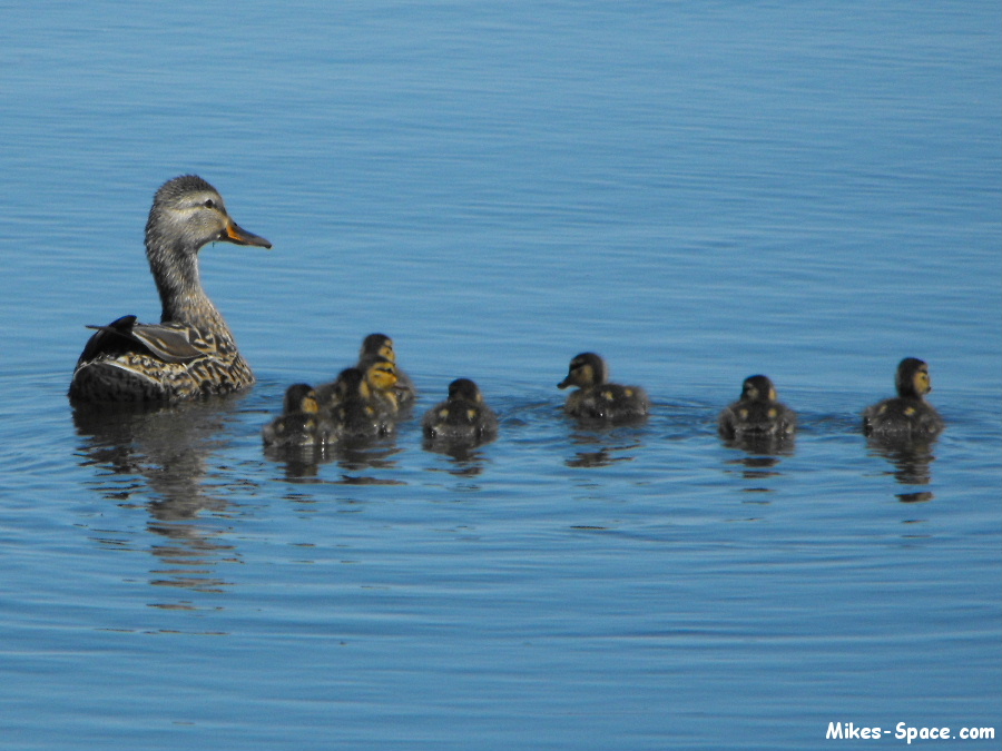 ducklings