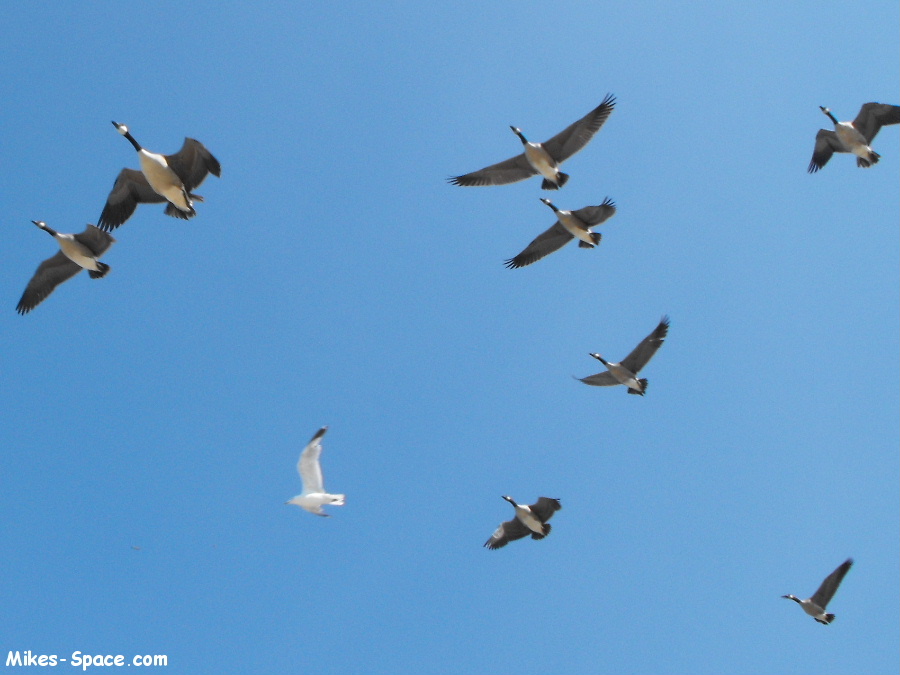 Flock of geese