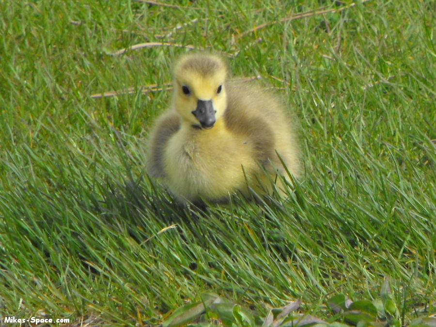 gosling