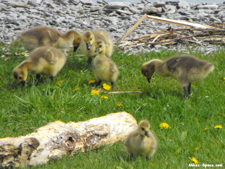 Baby Canada Geese, goslings