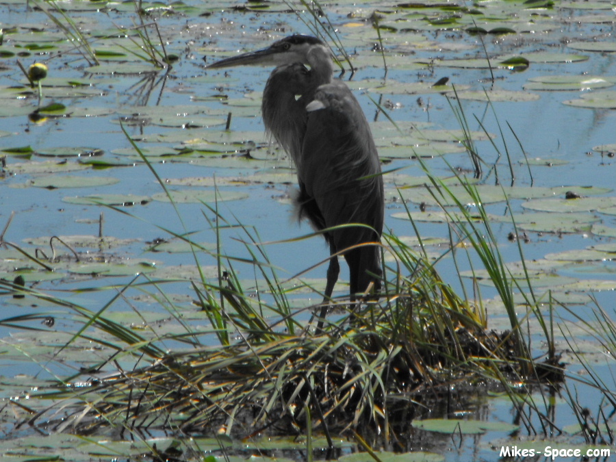 Great Blue Heron standing still in the middle of a swamp.