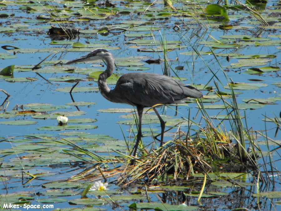 Great Blue Heron standing still in the middle of a swamp.