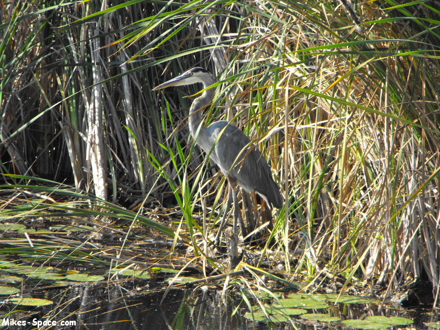 Great Blue Heron standing at the edge of a swamp.