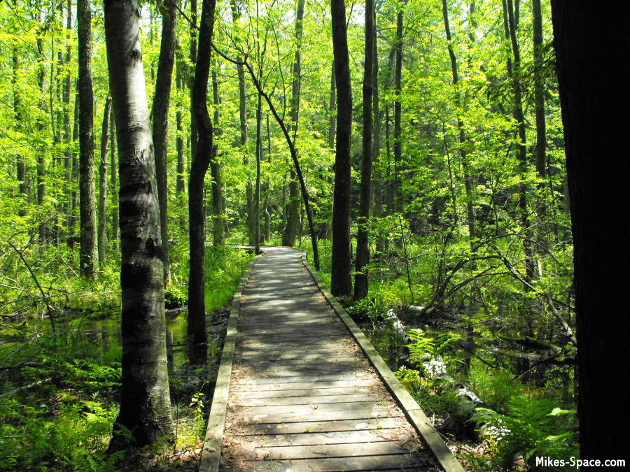 View of the woods. Taken at Jobes Woods in Presquile Provincial Park.