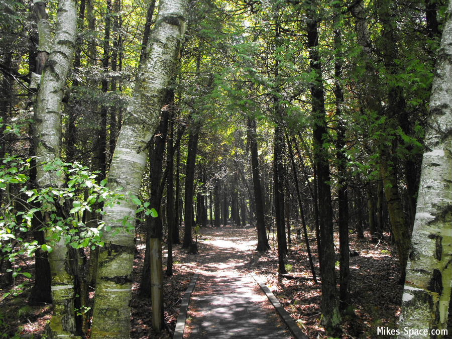 Jobes Woods in Presquile Park.