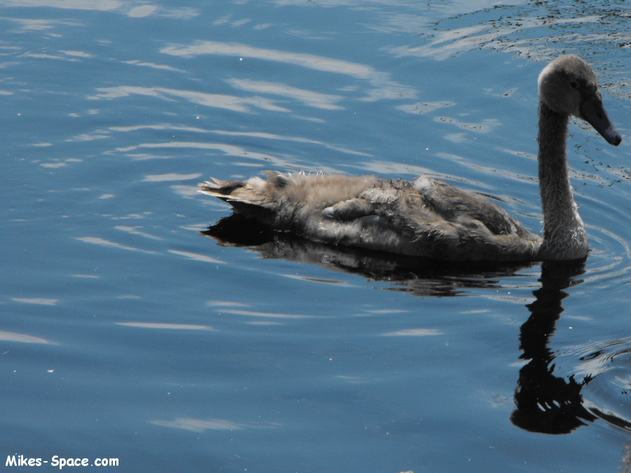 juvenile Mute Swan