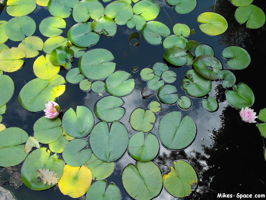 Lily pads