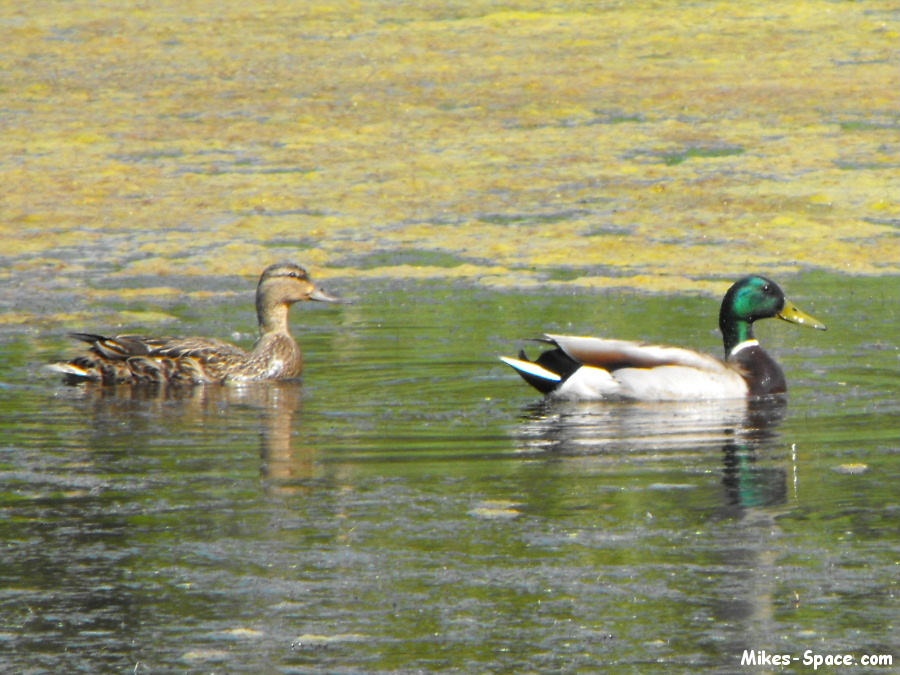 Pair of Mallard Ducks