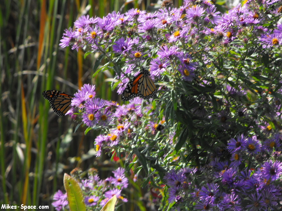 Monarch Butterflies