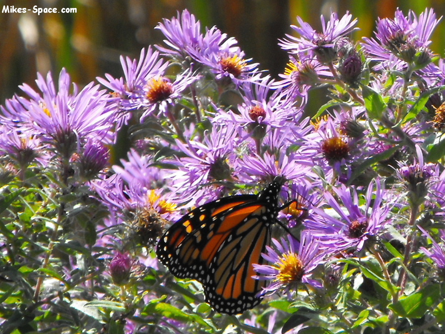 Monarch Butterfly