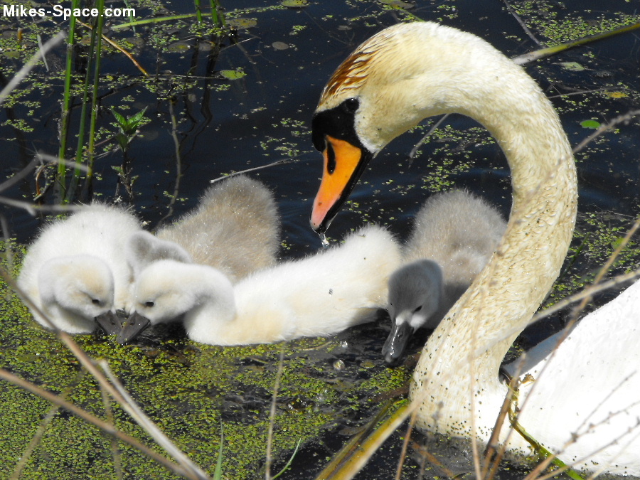 Mother and baby swans swimming close to each other.